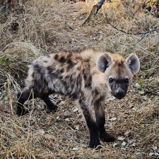  Pridelands Conservancy