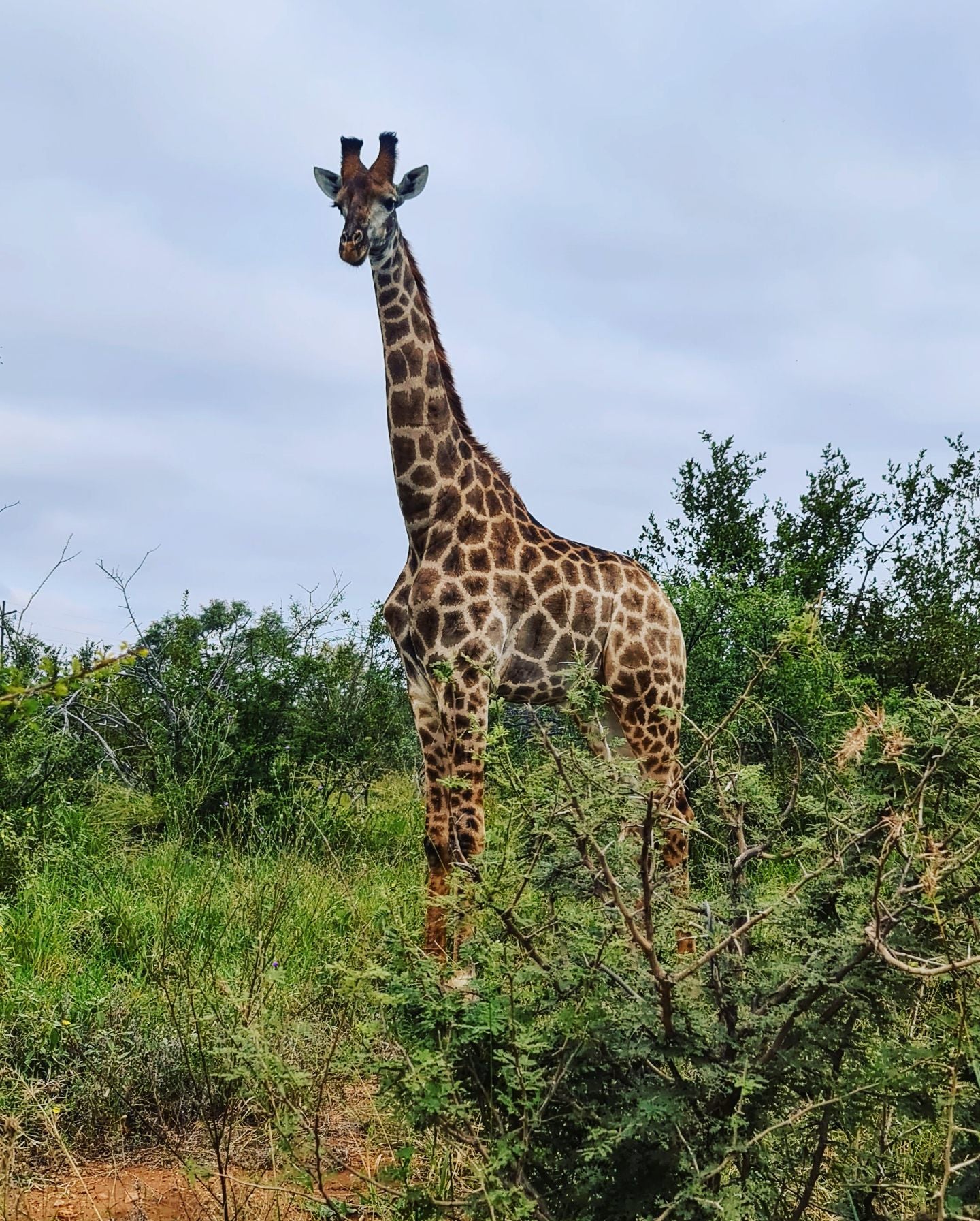  Pridelands Conservancy