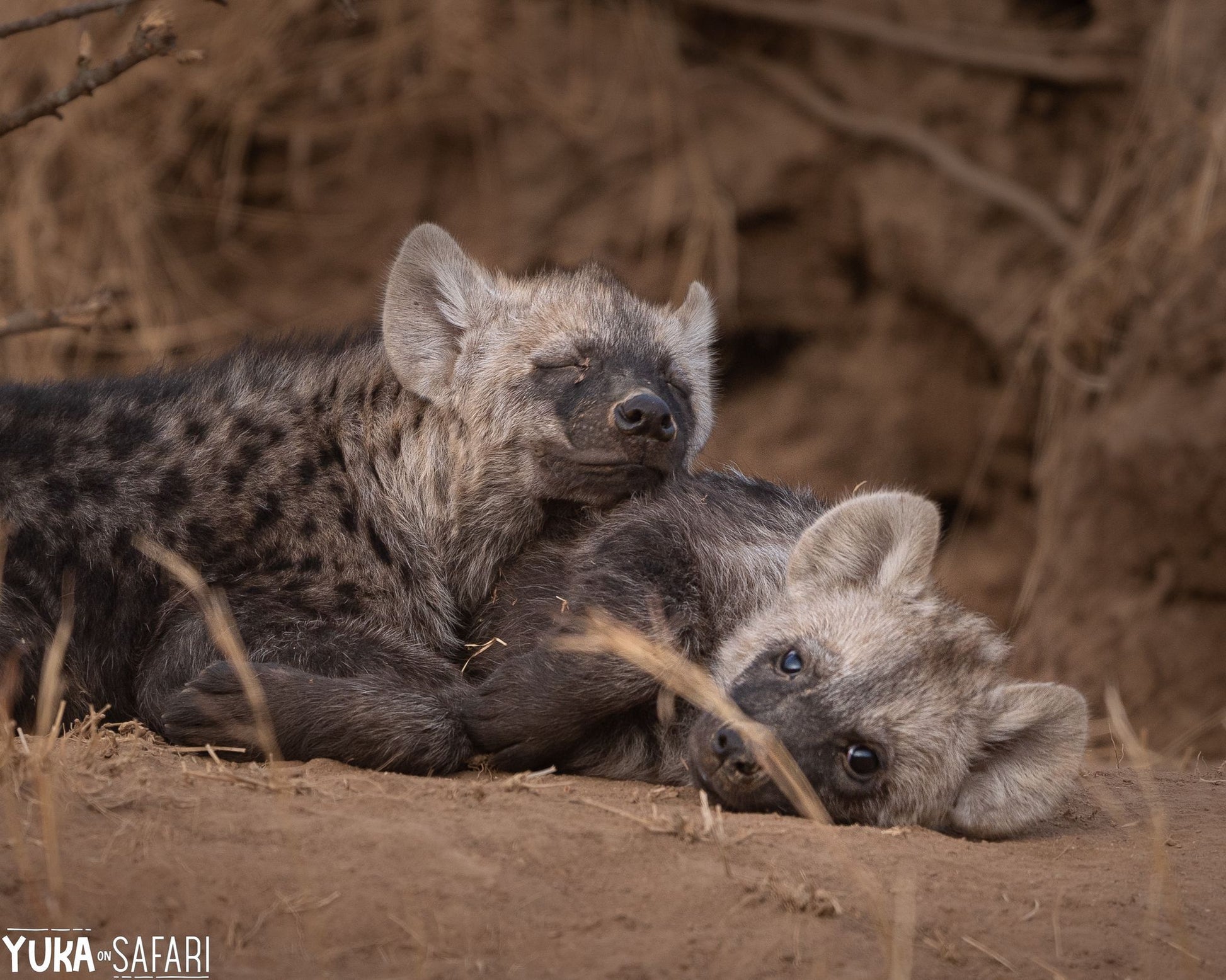  Pridelands Conservancy