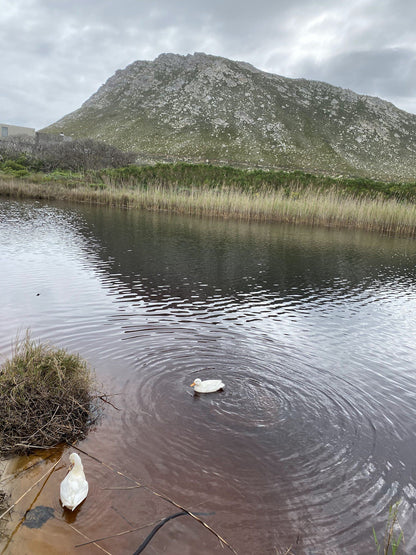  Pringle Bay Lagoon