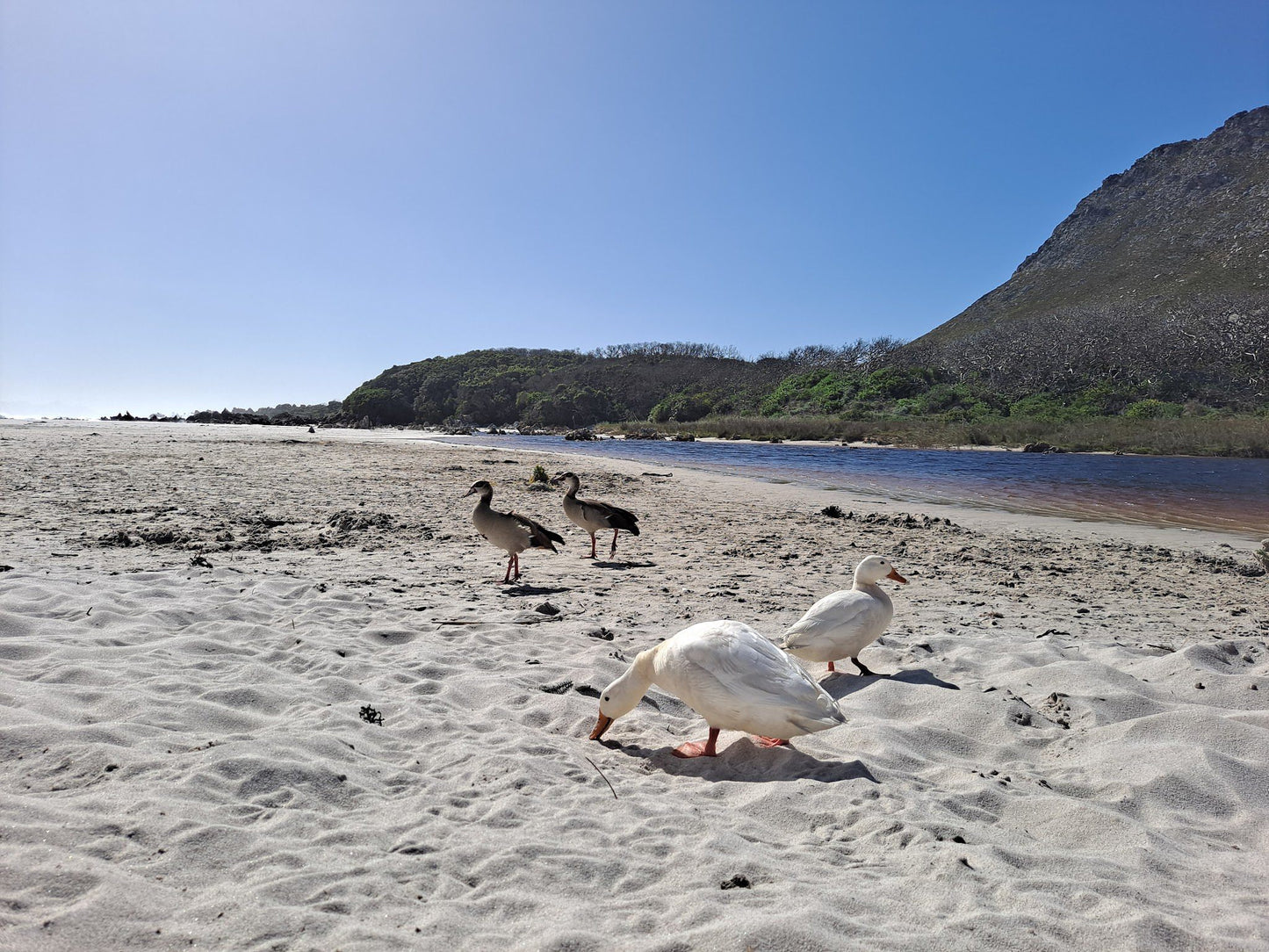  Pringle Bay Lagoon