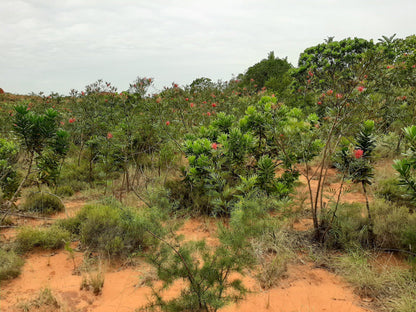  Red Desert