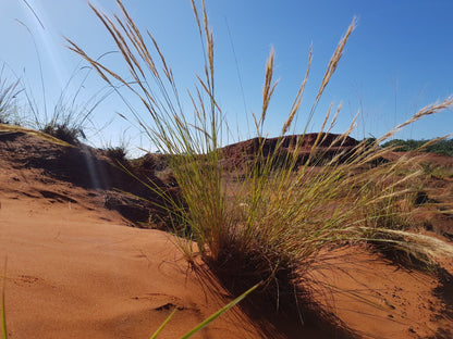  Red Desert