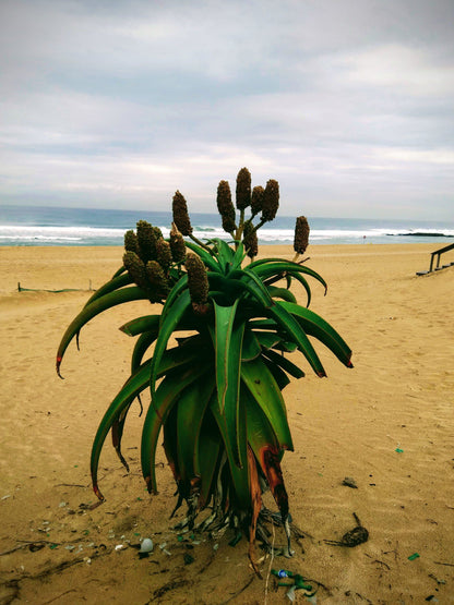  Reunion Park Beach