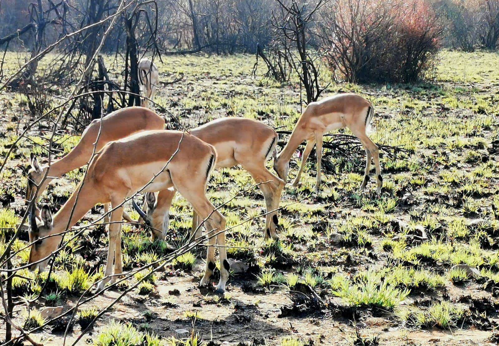  Rietfontein Nature Reserve