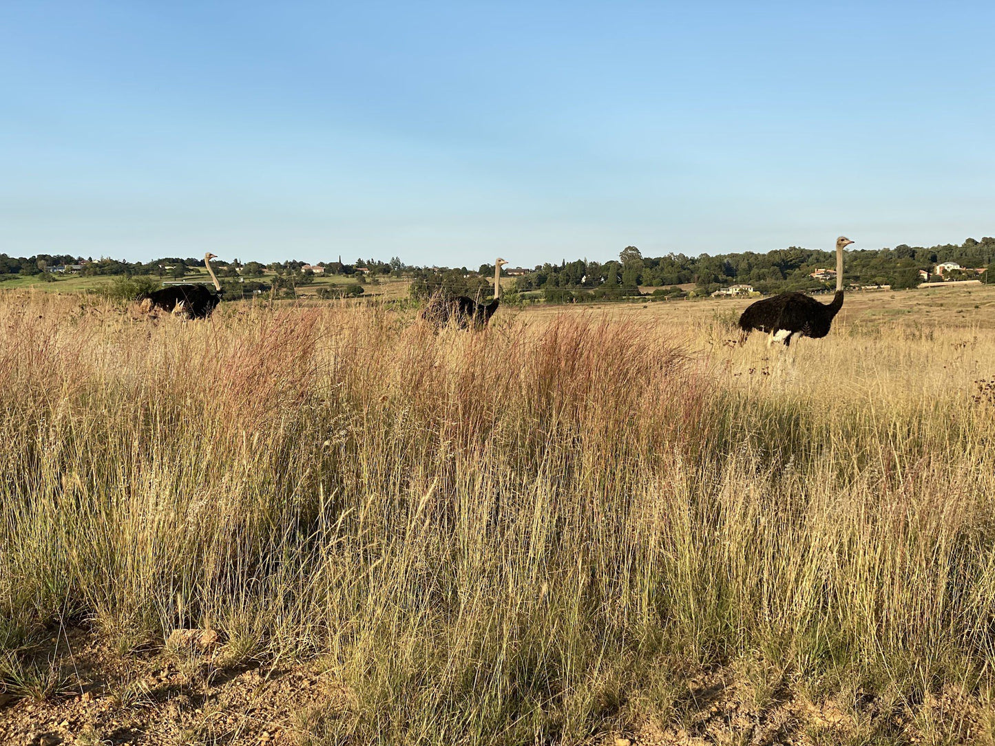  Rietvlei Nature Reserve