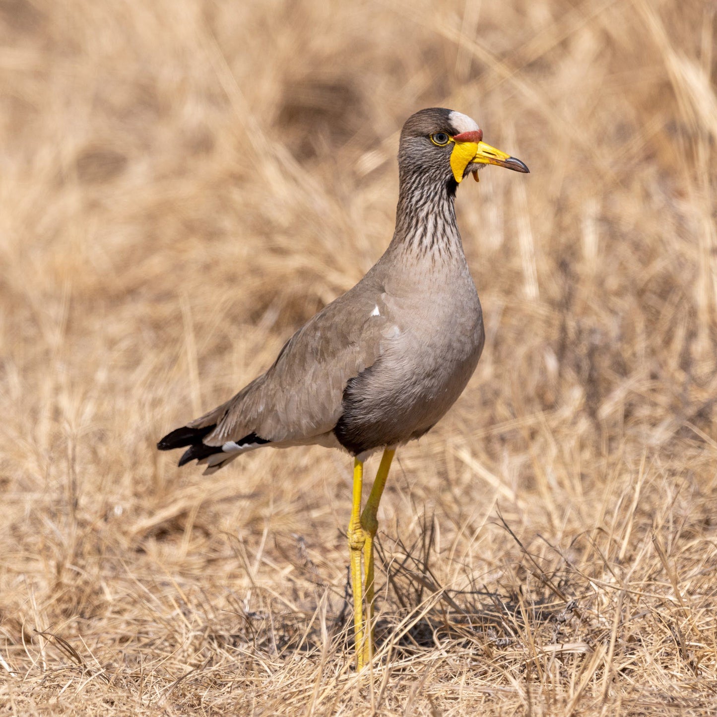  Rietvlei Nature Reserve