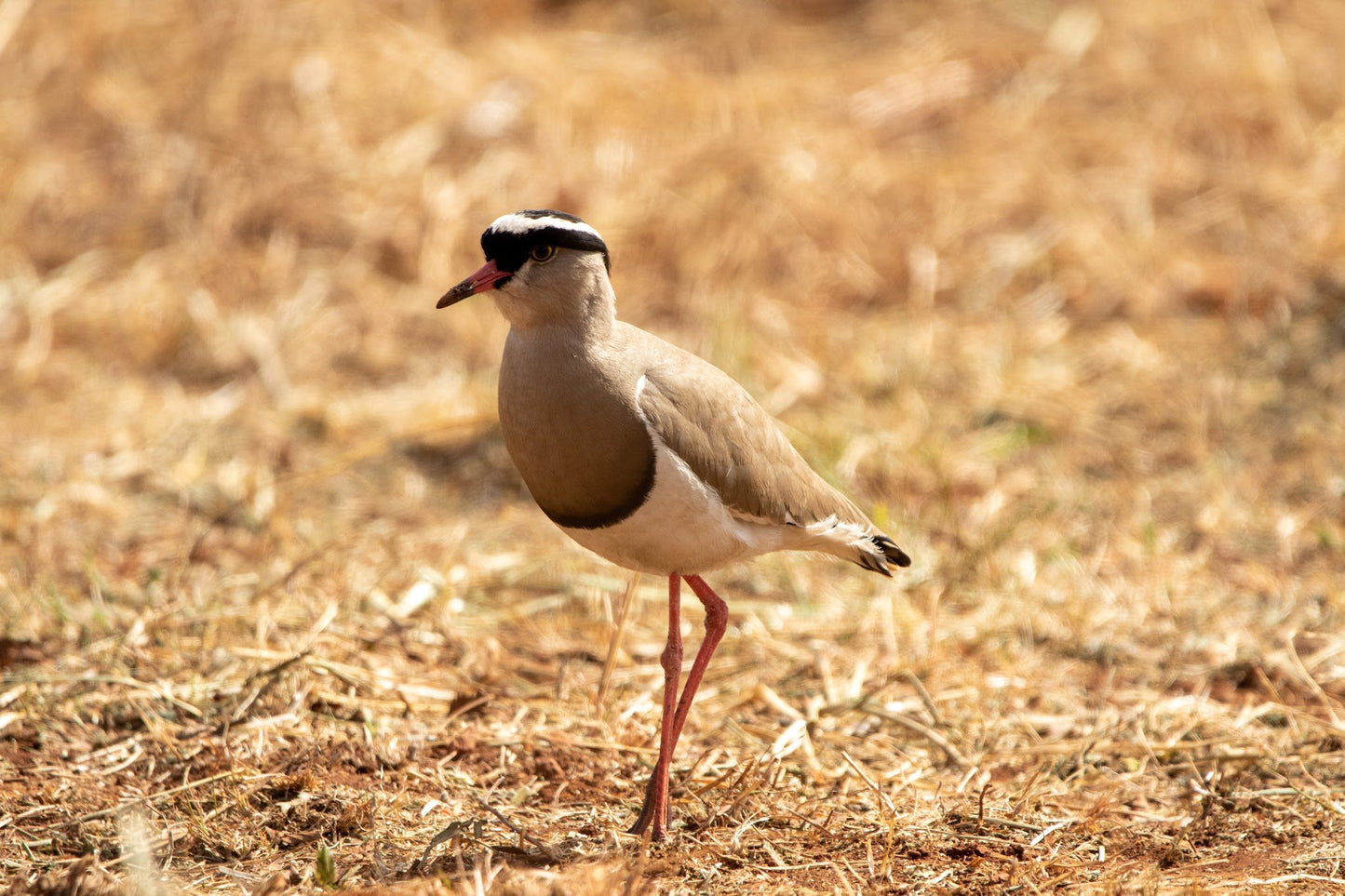  Rietvlei Nature Reserve