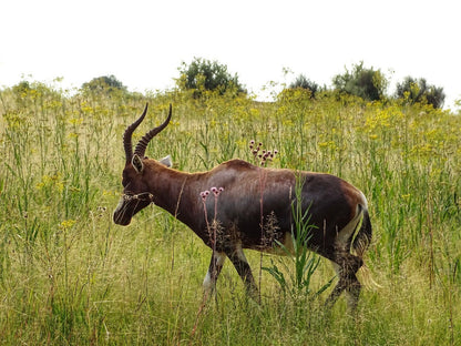  Rietvlei Nature Reserve