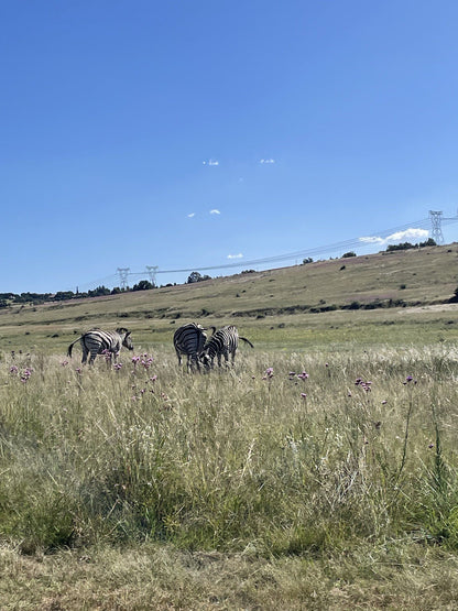  Rietvlei Nature Reserve