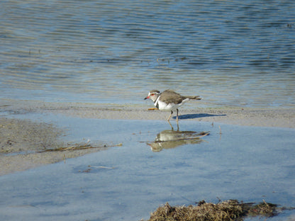  Rietvlei Wetland Reserve