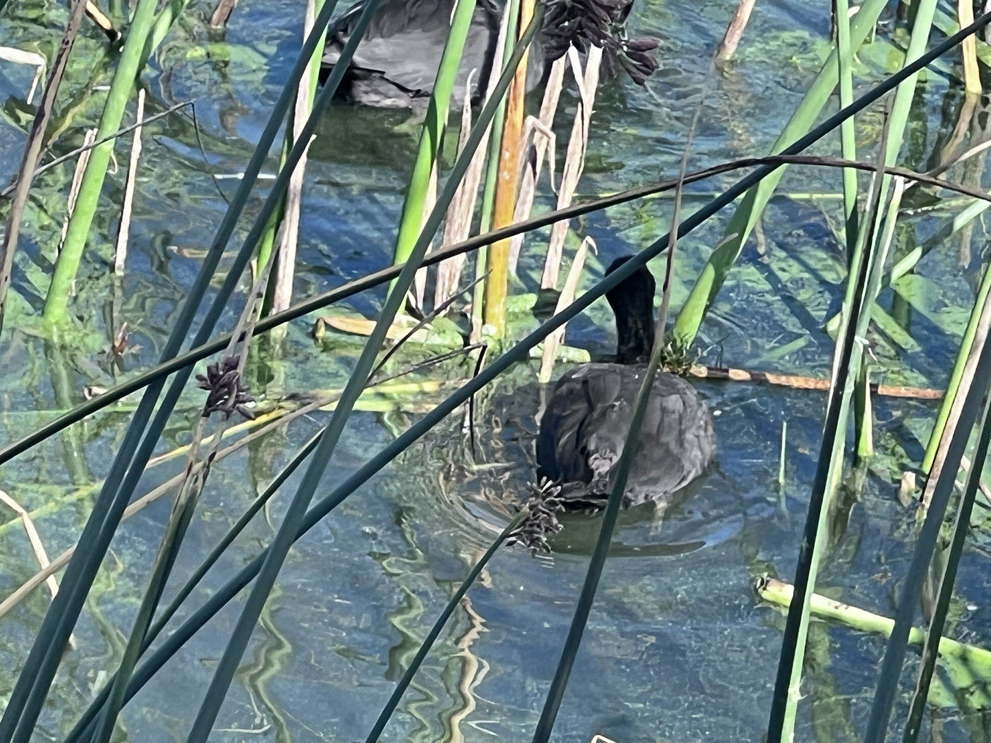  Rietvlei Wetland Reserve