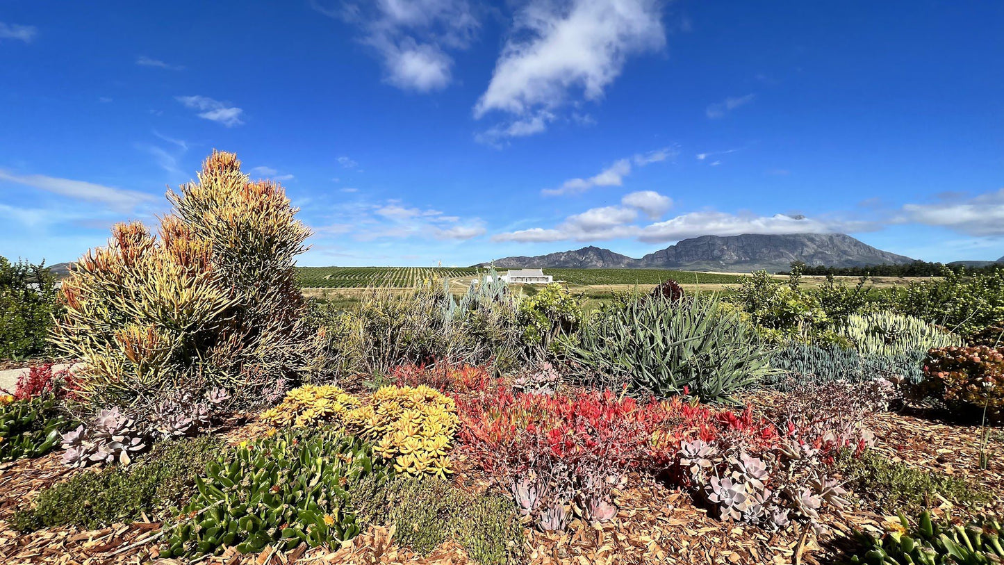  Rijks Wine Estate and Hotel. Tulbagh.