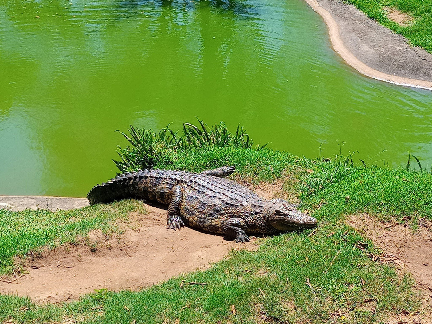  Riverbend Crocodile Farm