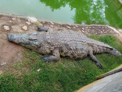  Riverbend Crocodile Farm