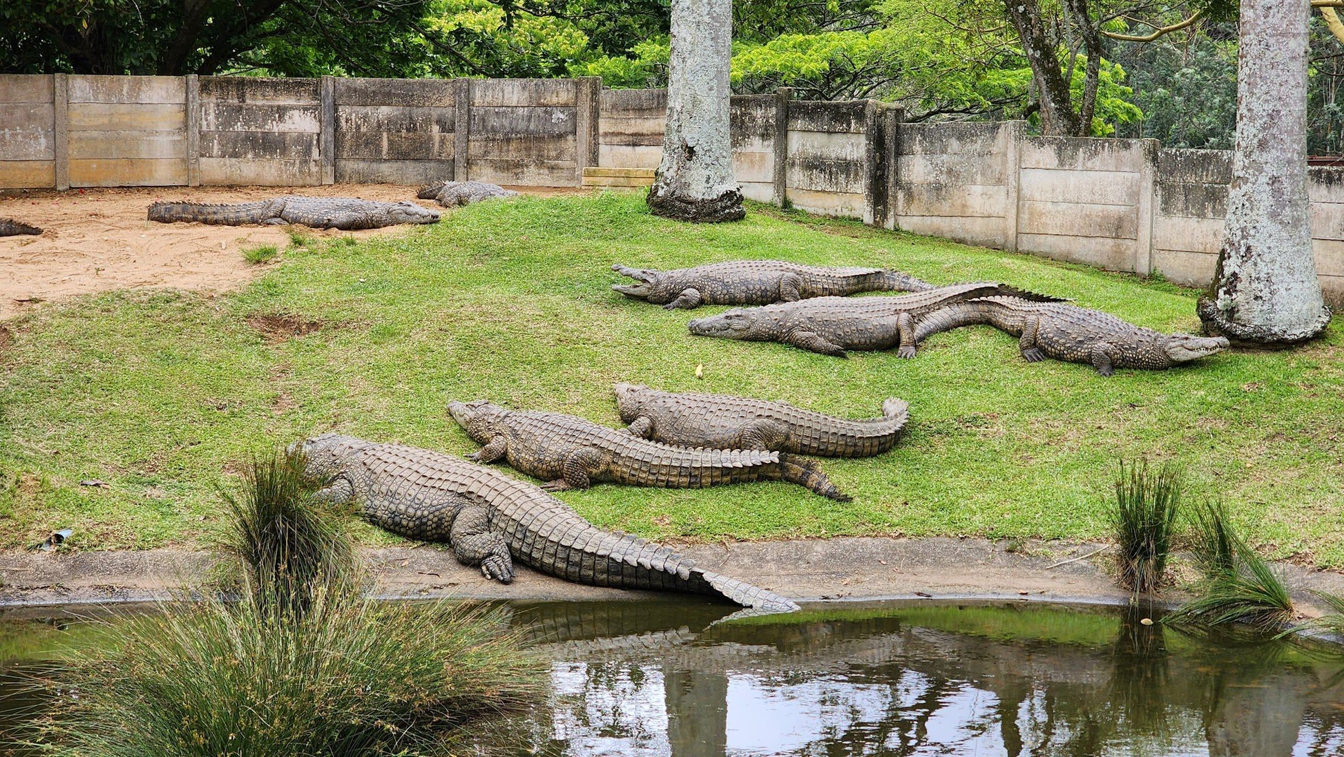  Riverbend Crocodile Farm