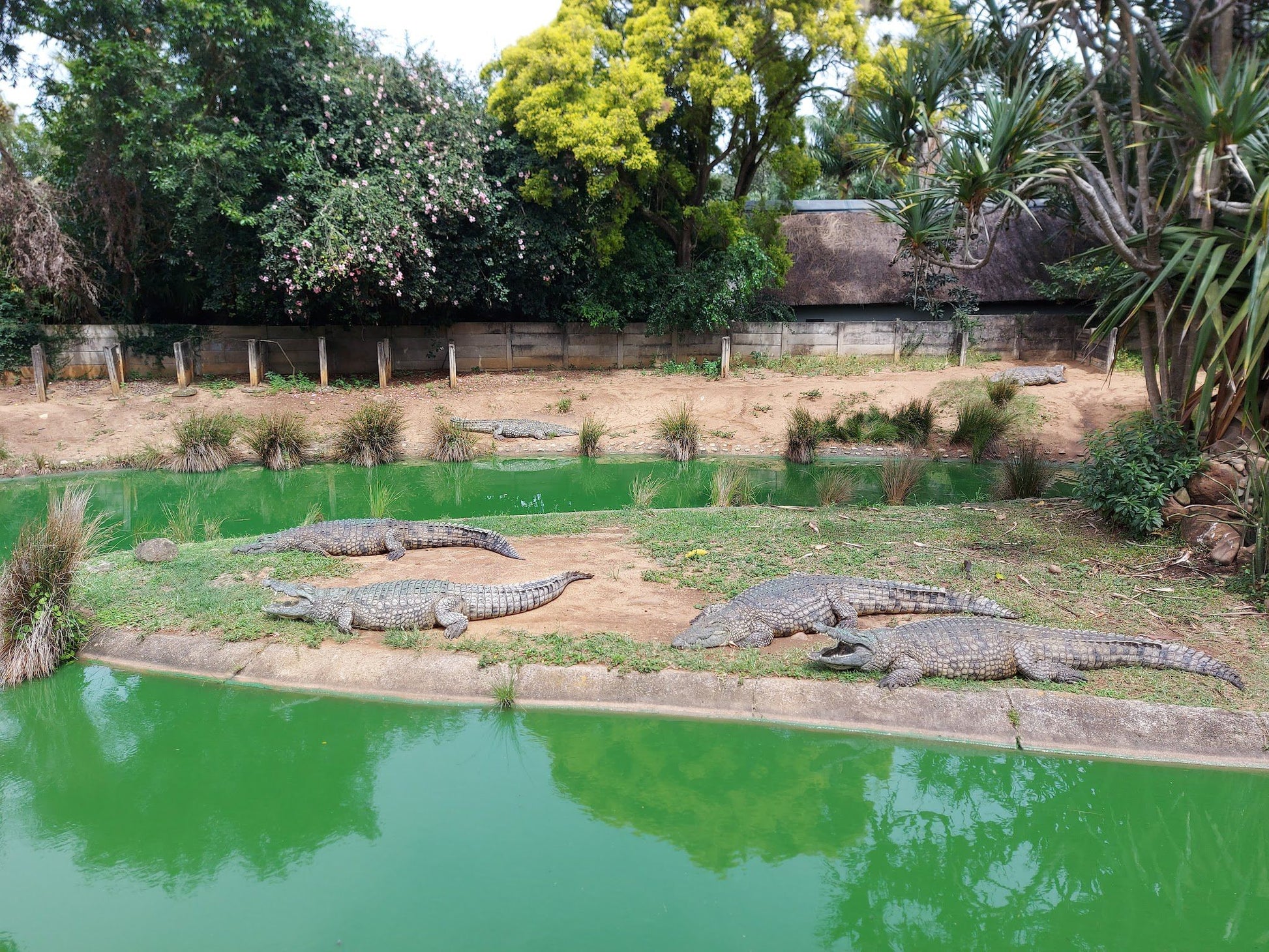  Riverbend Crocodile Farm