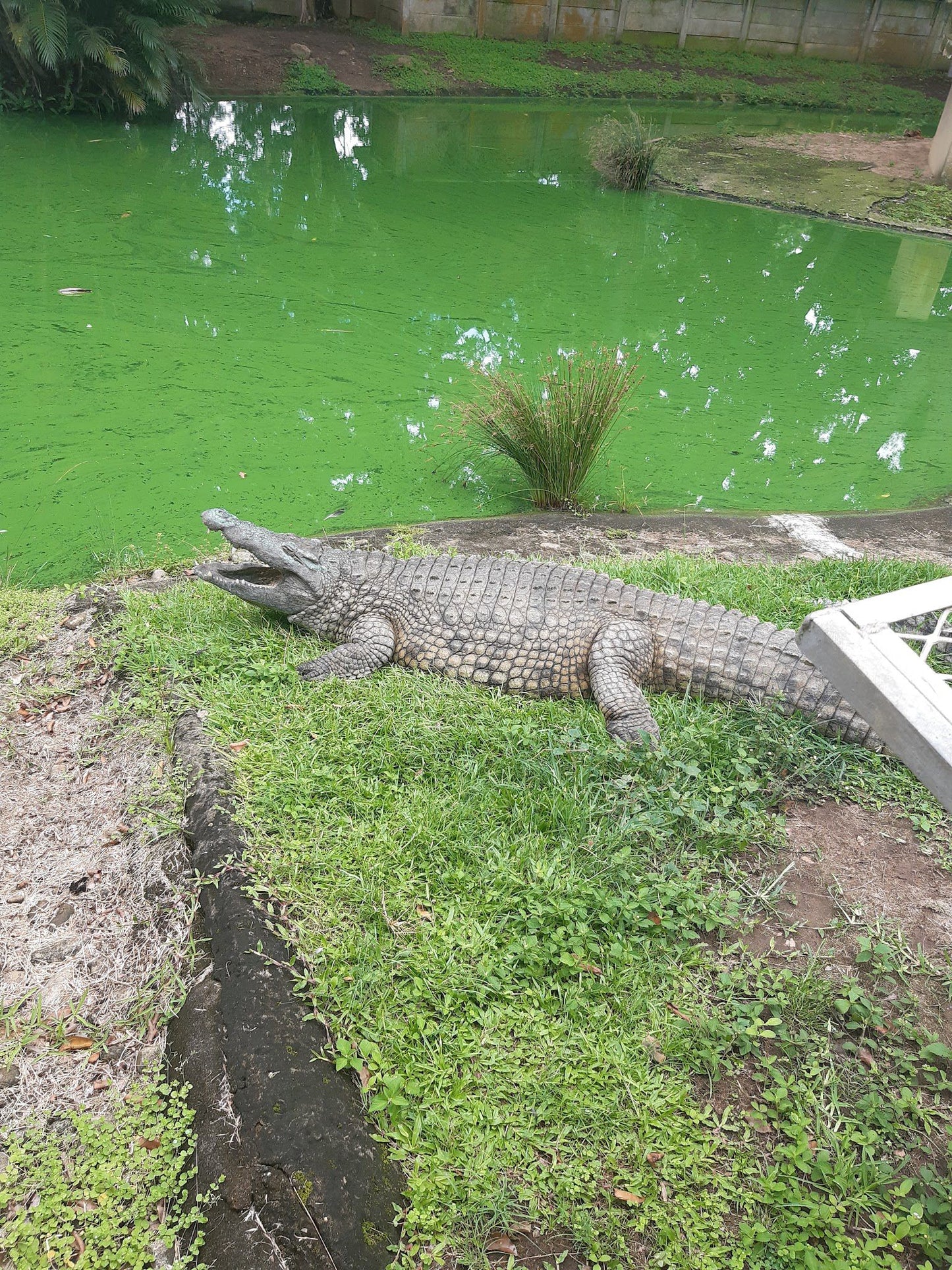  Riverbend Crocodile Farm