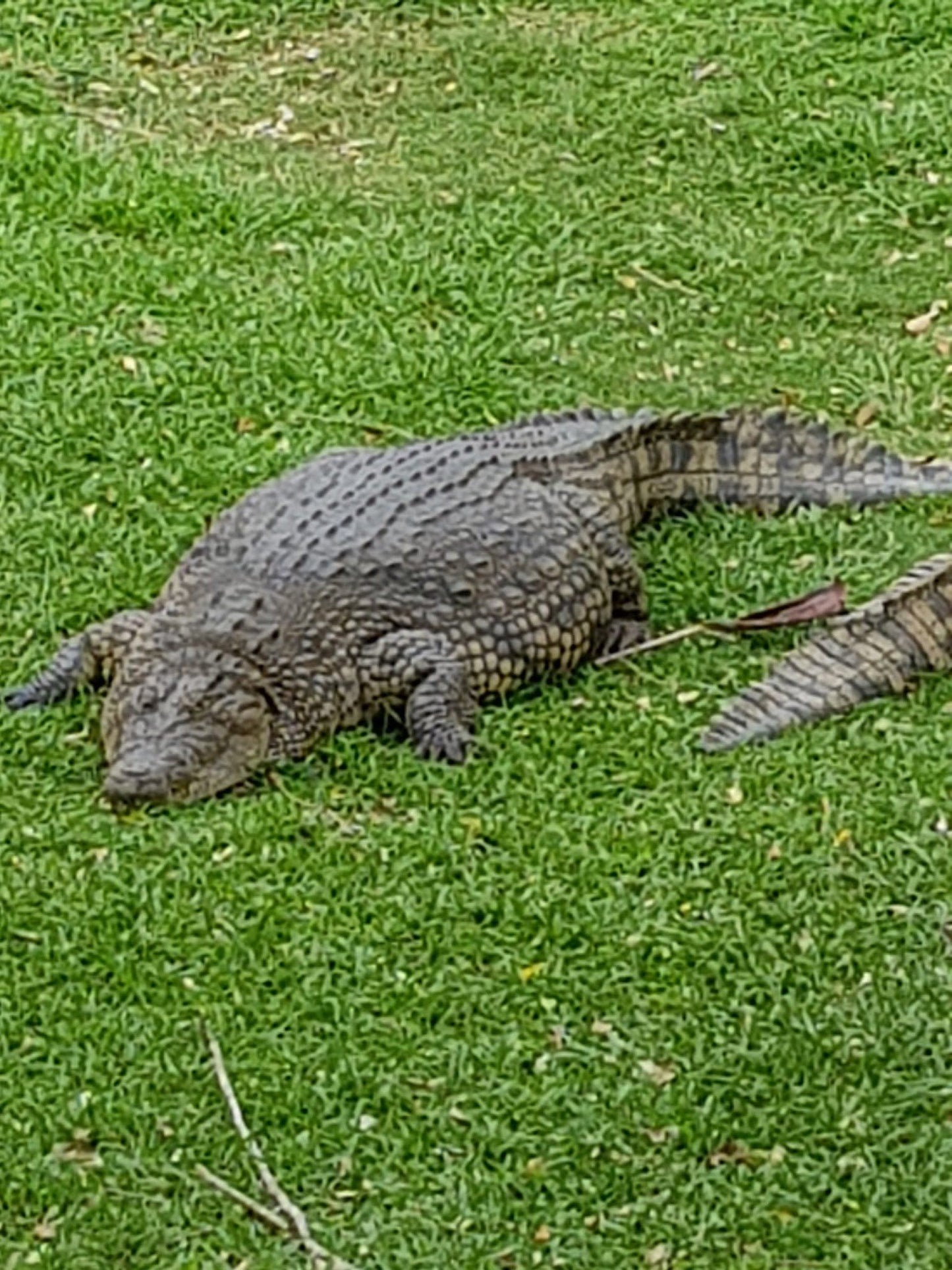  Riverbend Crocodile Farm