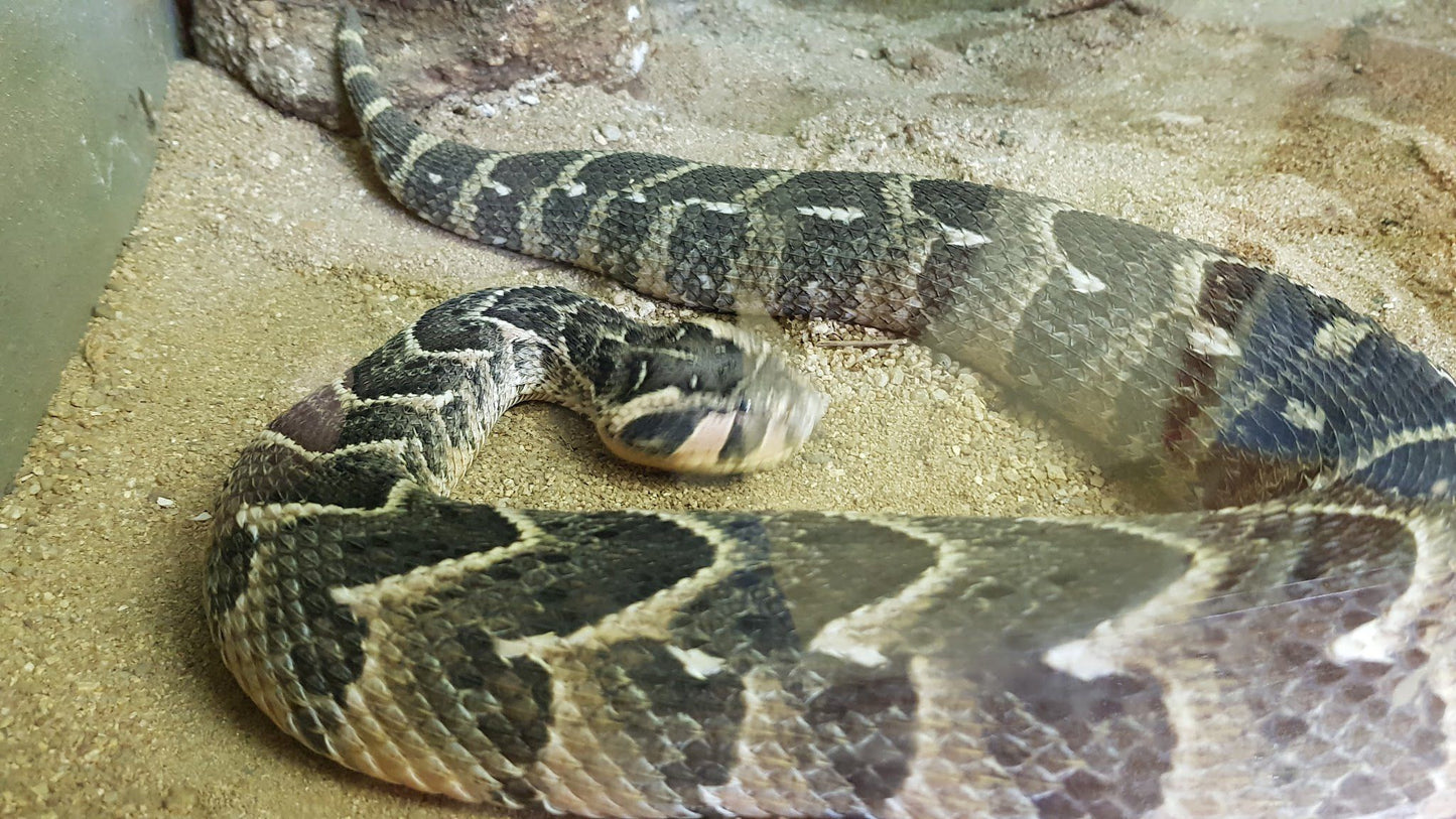  Riverbend Crocodile Farm