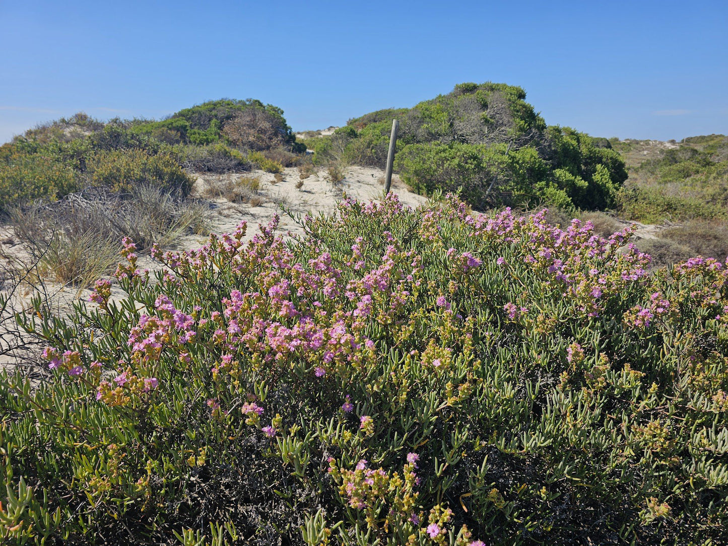  Rocherpan Nature Reserve (CapeNature)