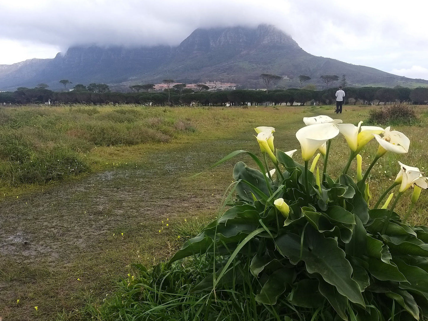  Rondebosch Common Conservation Area