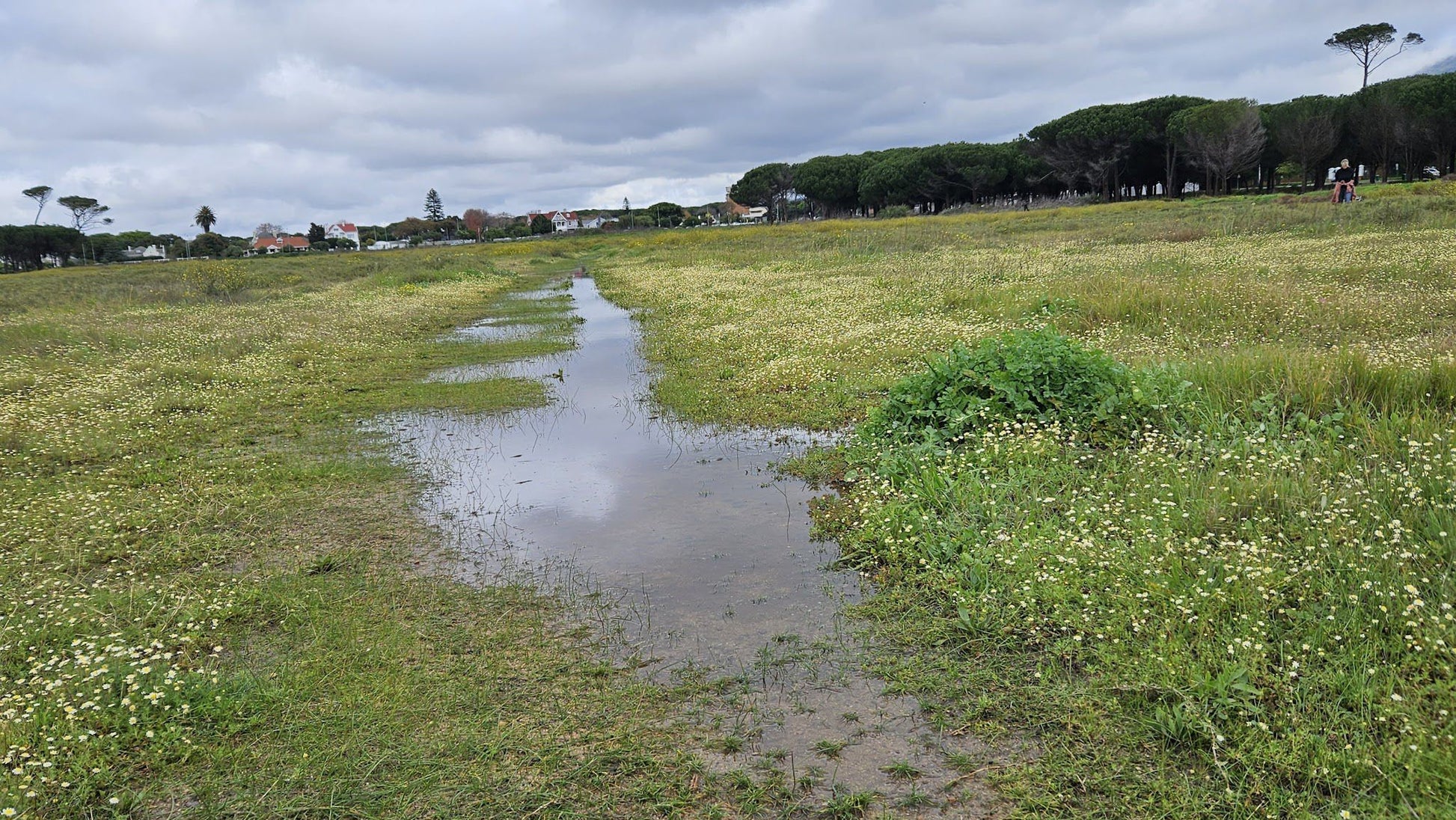  Rondebosch Common Conservation Area