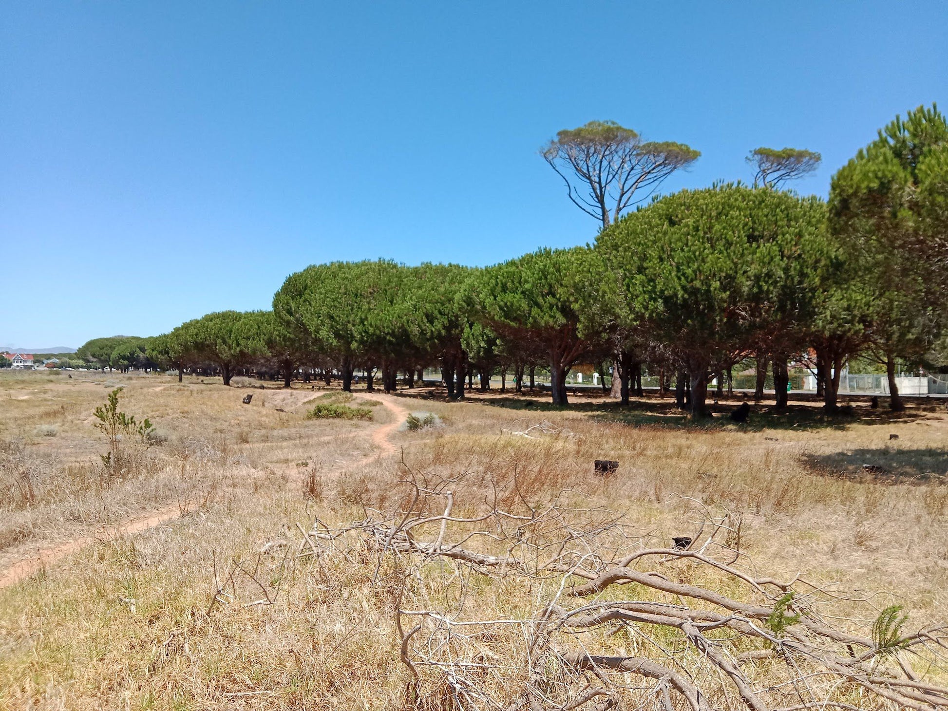  Rondebosch Common Conservation Area