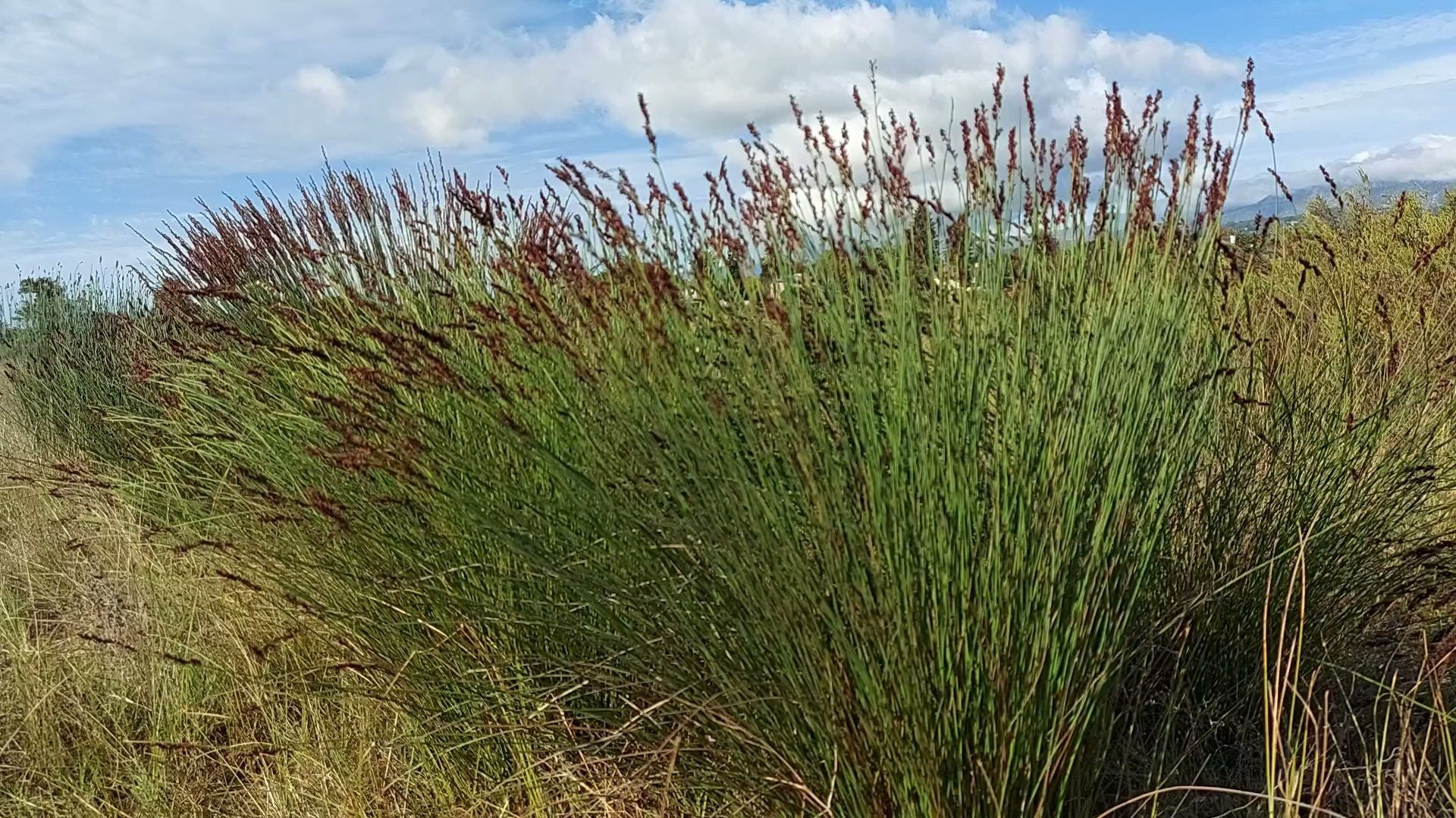  Rondebosch Common Conservation Area