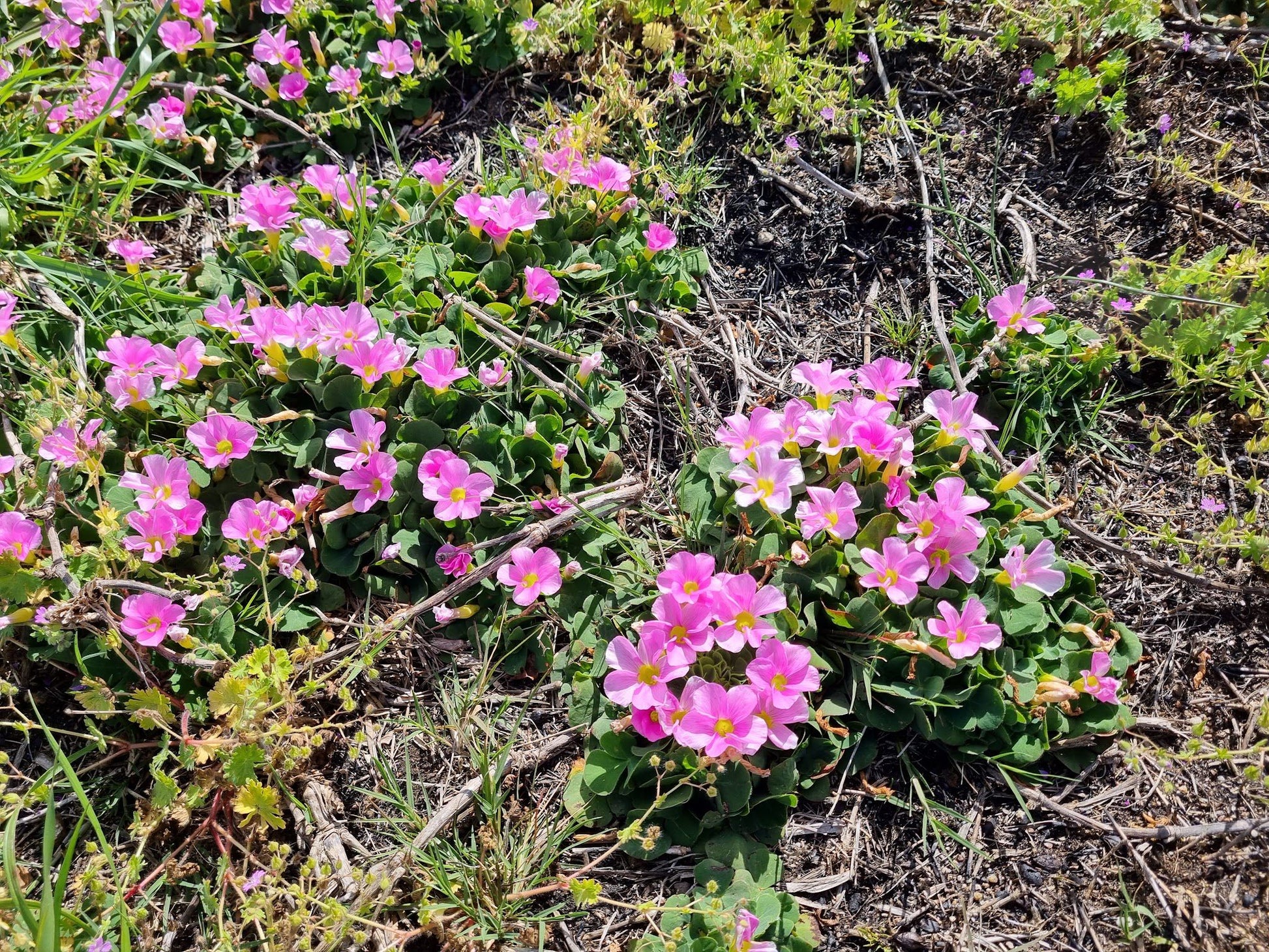  Rondebosch Common Conservation Area