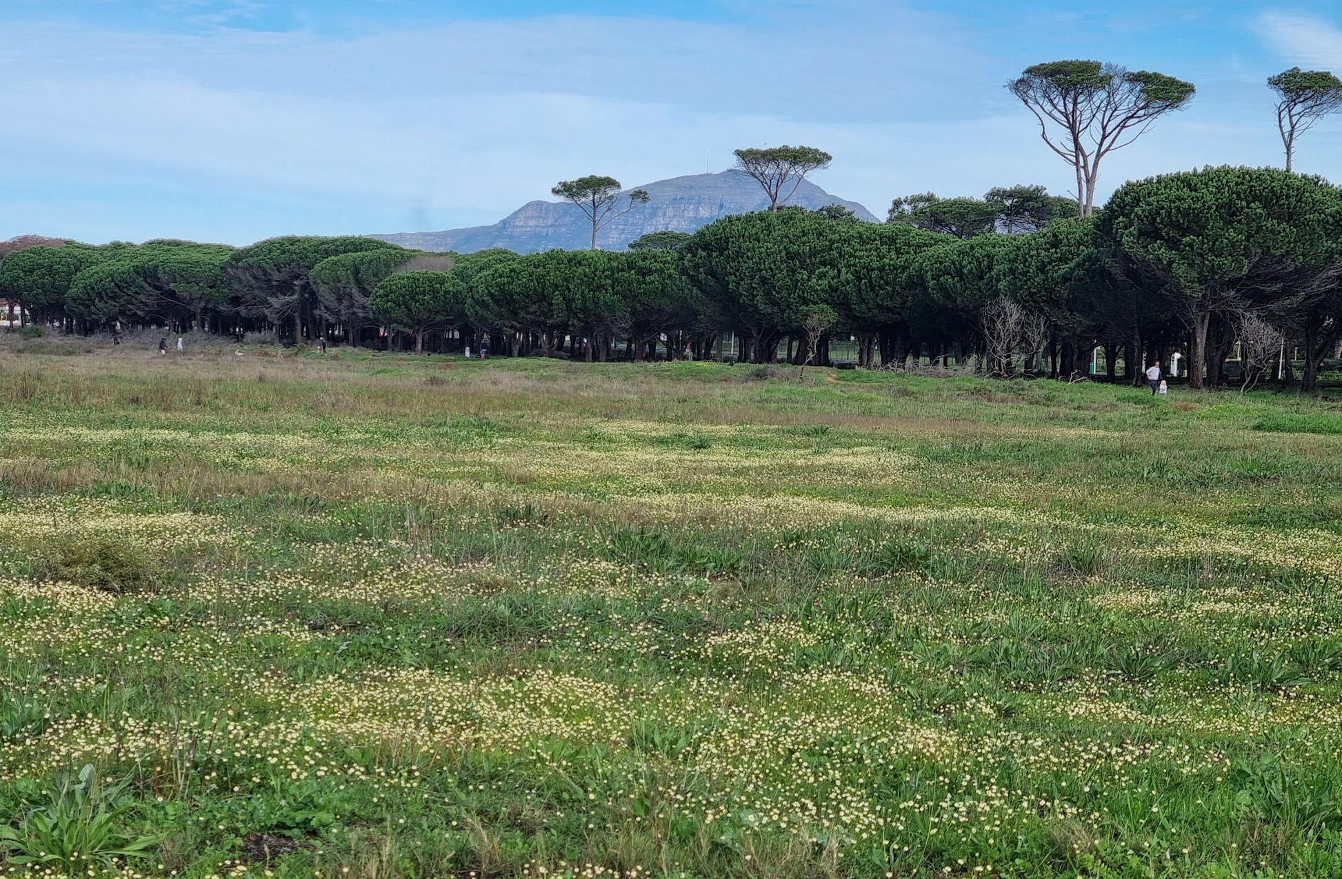  Rondebosch Common Conservation Area