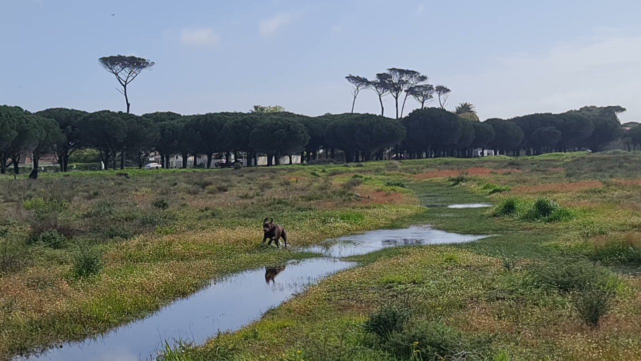  Rondebosch Common Conservation Area