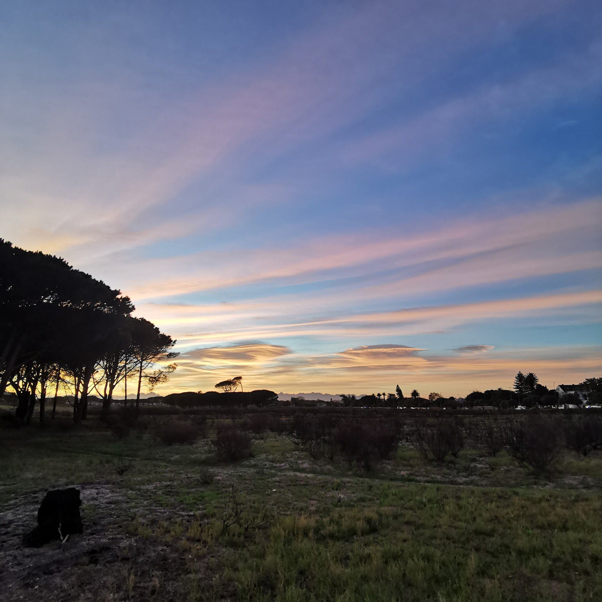  Rondebosch Common Conservation Area