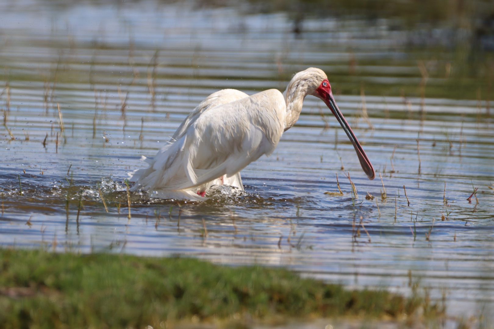  Rondevlei Nature Reserve