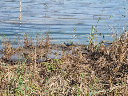  SANParks Rondevlei Bird Hide