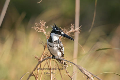  SANParks Rondevlei Bird Hide