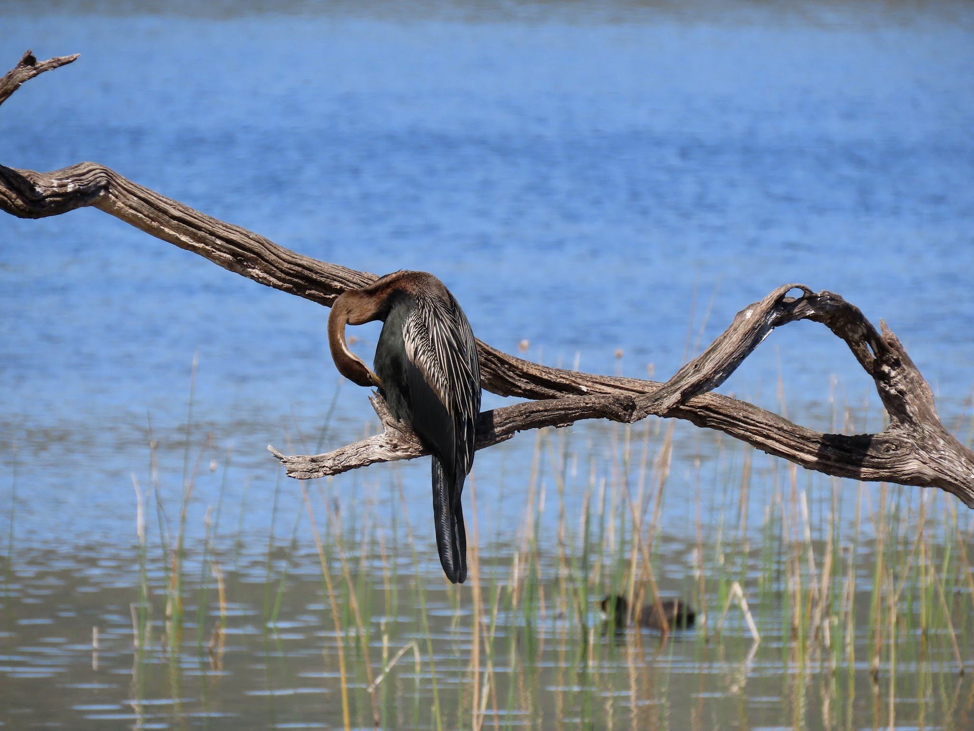  SANParks Rondevlei Bird Hide