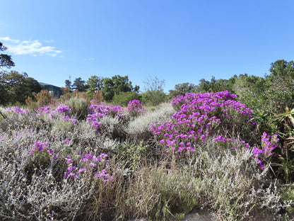  SANParks Rondevlei Bird Hide