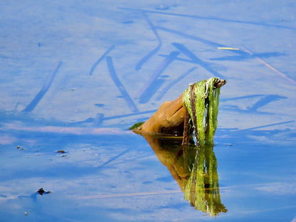  SANParks Rondevlei Bird Hide