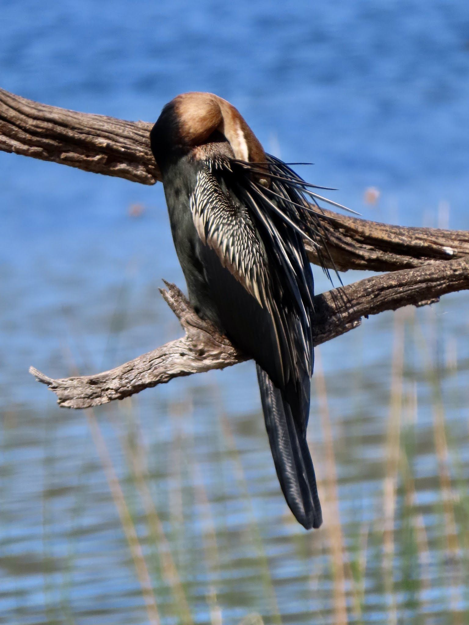  SANParks Rondevlei Bird Hide