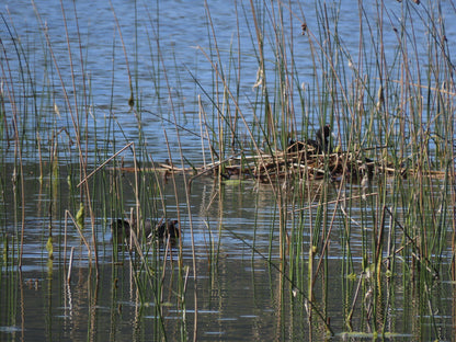  SANParks Rondevlei Bird Hide