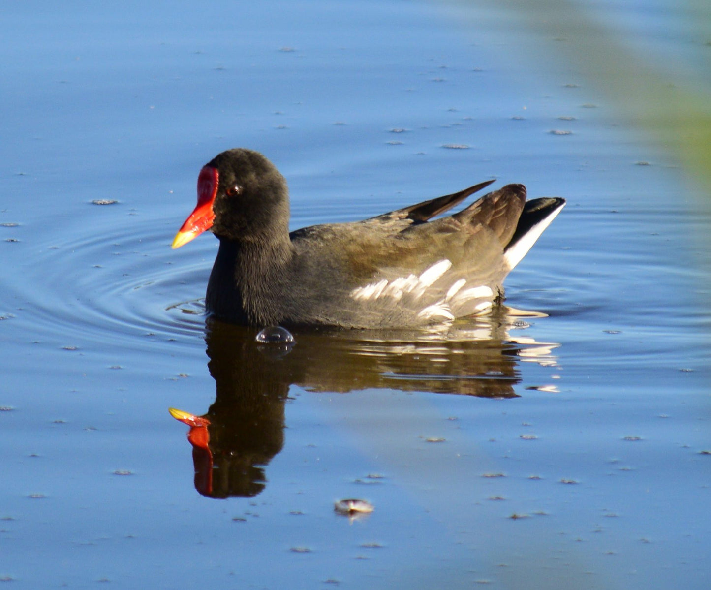  SANParks Rondevlei Bird Hide