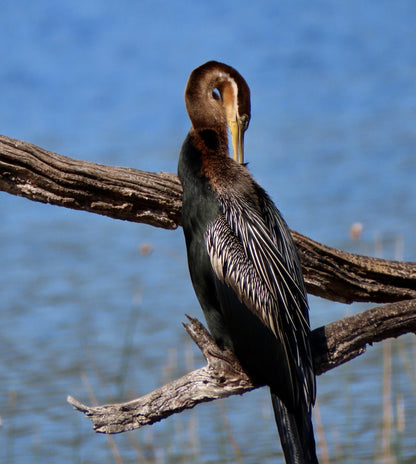  SANParks Rondevlei Bird Hide