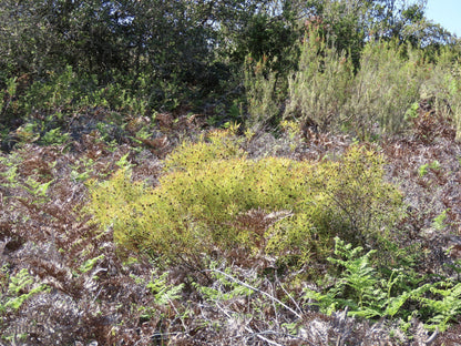  SANParks Rondevlei Bird Hide