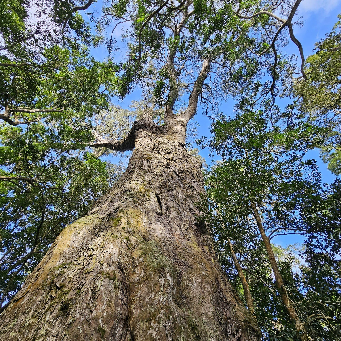  SANParks Woodville Big Tree