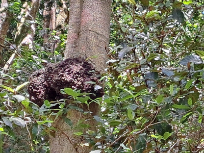  SANParks Woodville Big Tree