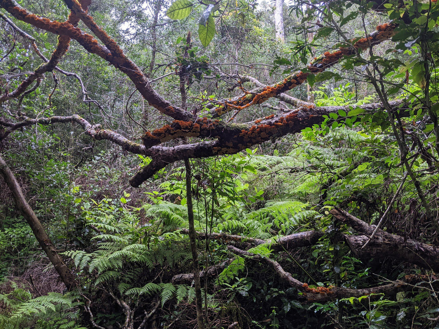  SANParks Woodville Big Tree