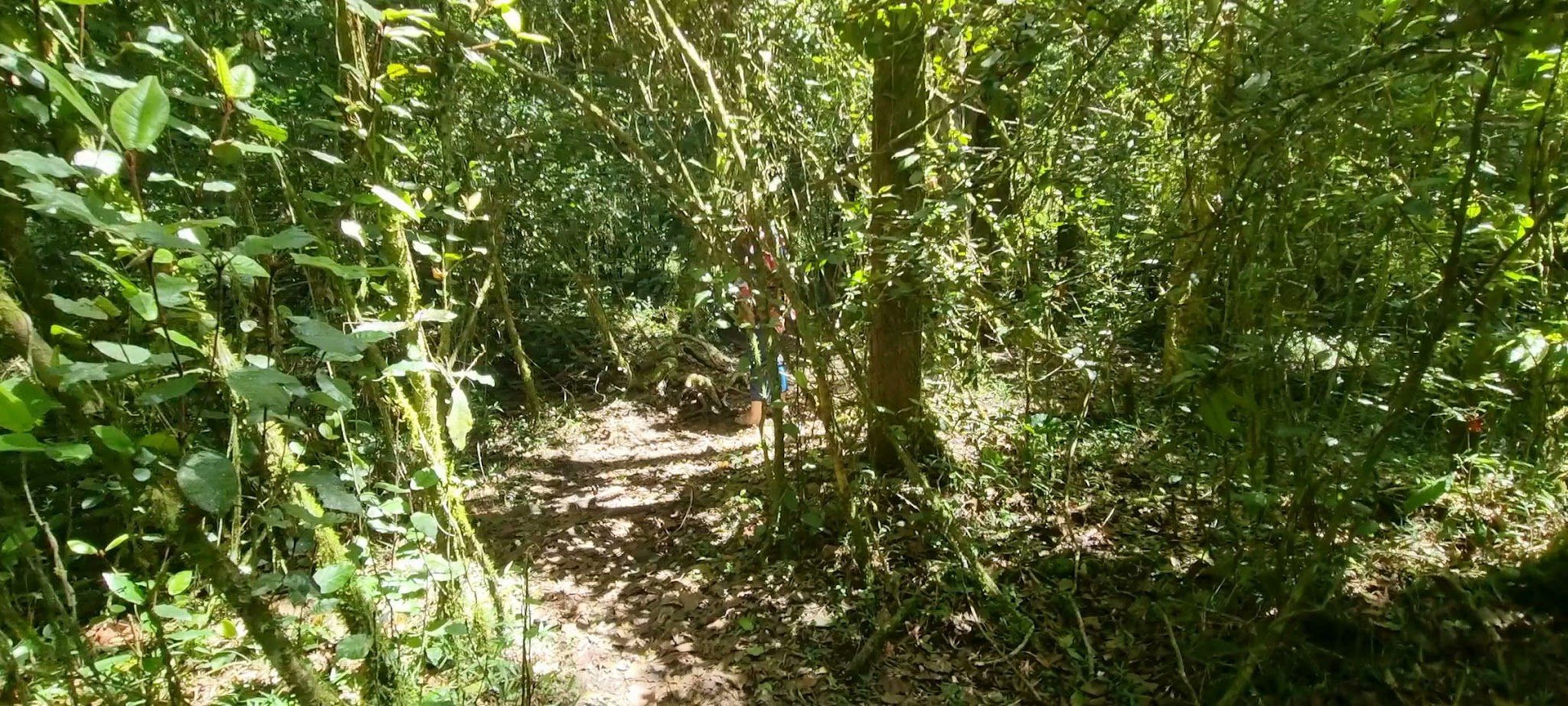  SANParks Woodville Big Tree