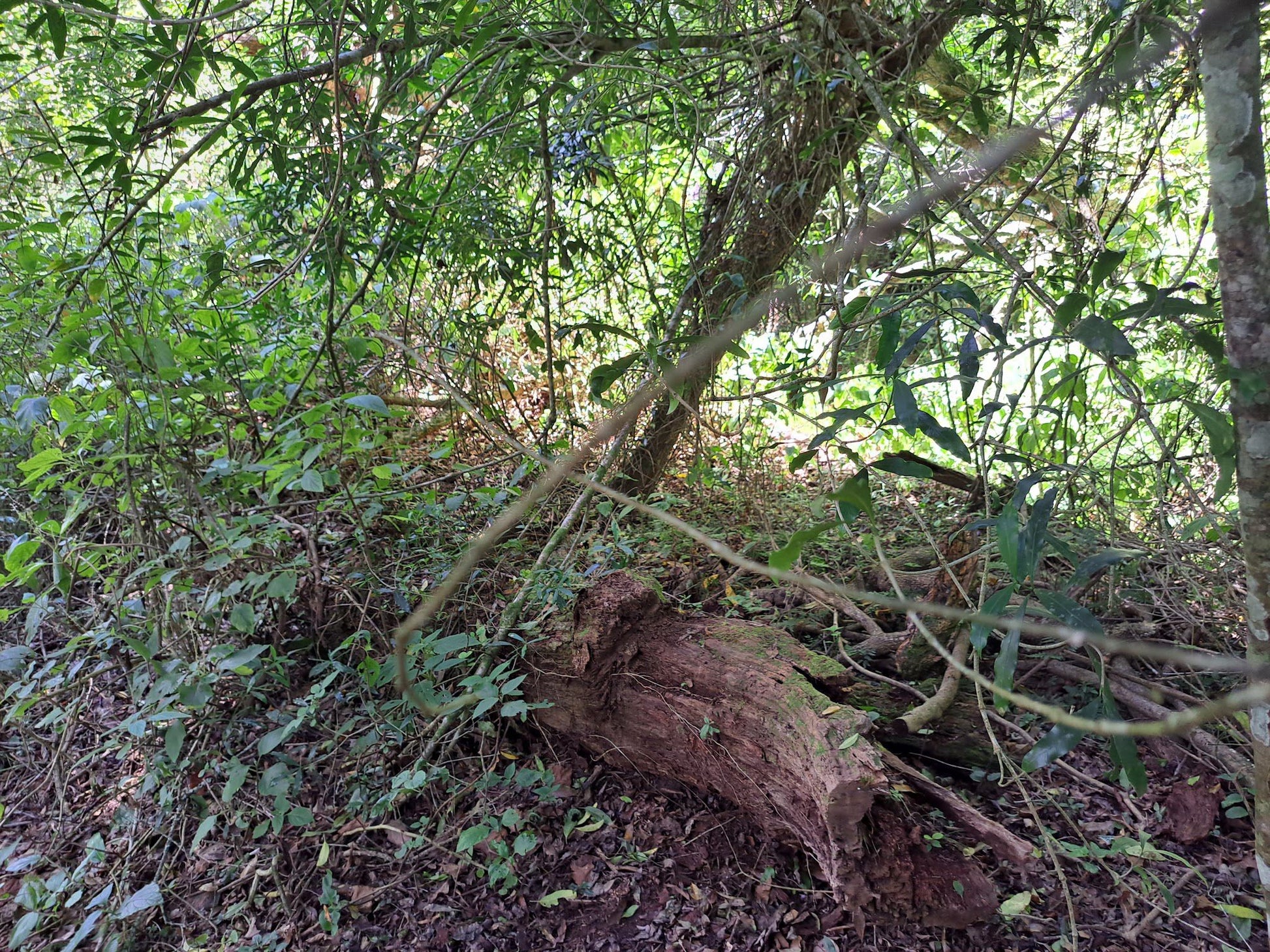  SANParks Woodville Big Tree