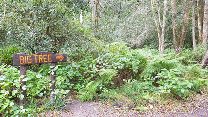  SANParks Woodville Big Tree